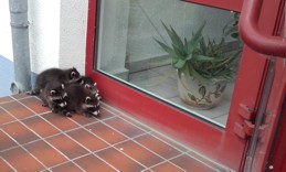 Waschbär-Familie